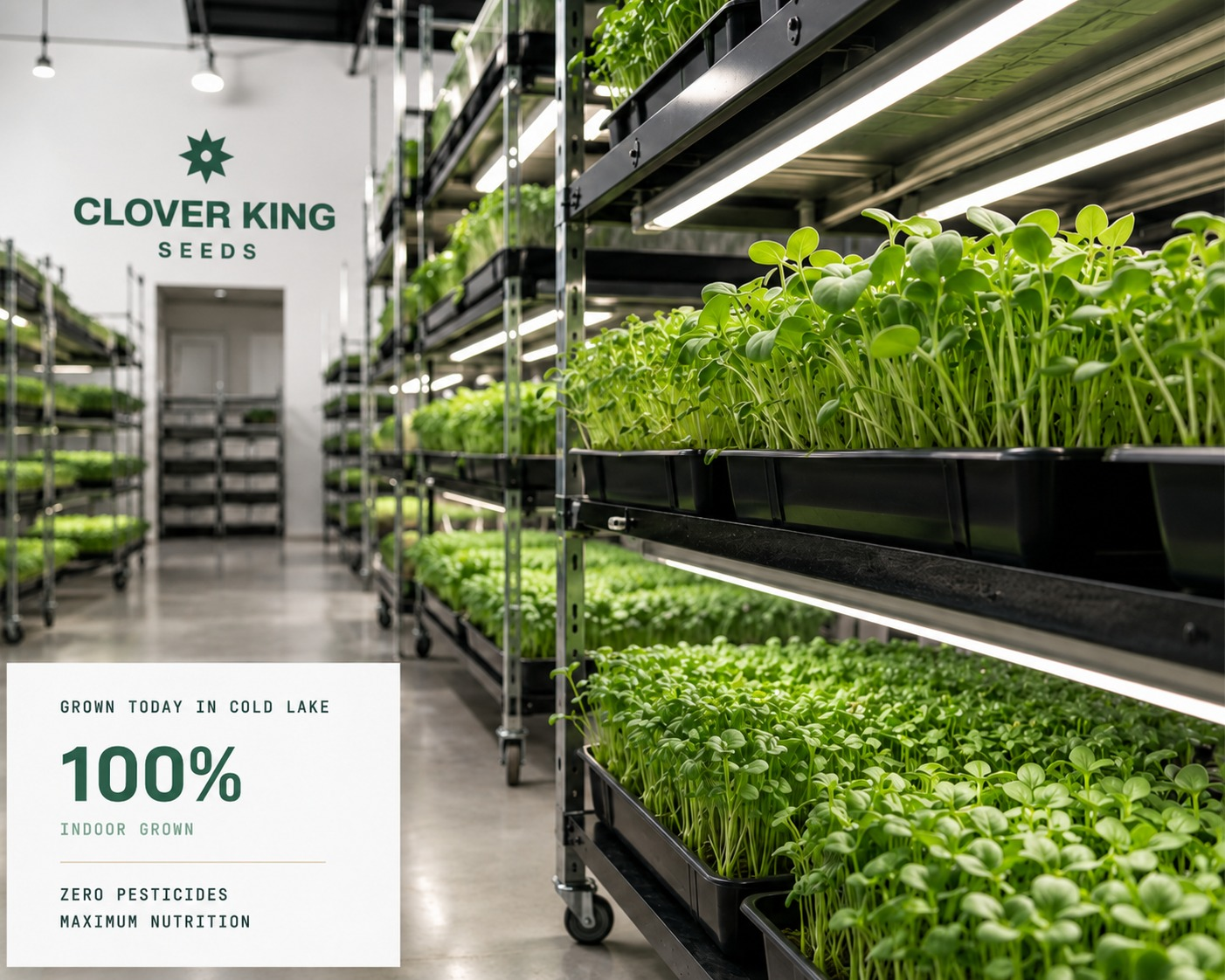 Interior aisle of an indoor microgreens grow room, black wire racks holding trays of dense green microgreens under LED strips